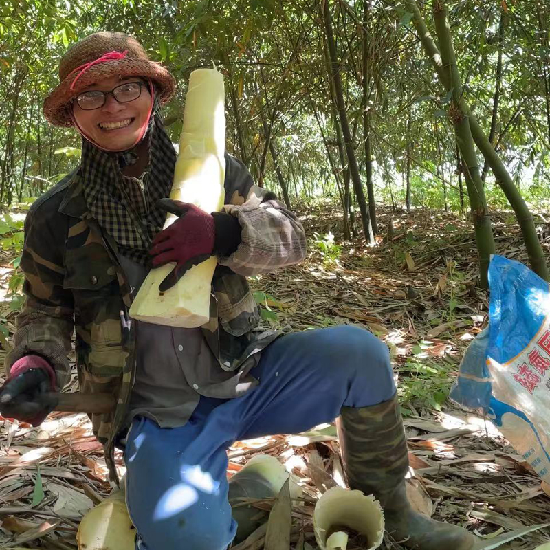 湛江雷州团哥竹笋新鲜现挖麻竹笋大头笋六月麻竹笋脆嫩笋片3-5斤