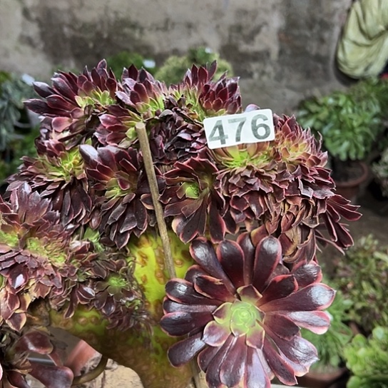 艳***多肉植物一个欧嘉莉476