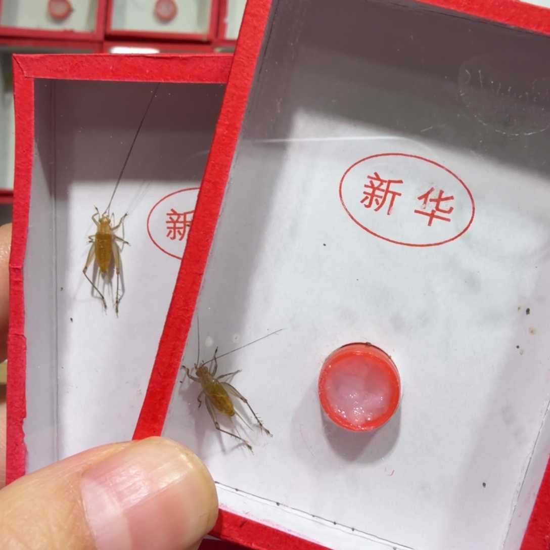 蟋蟀新华短须两条
