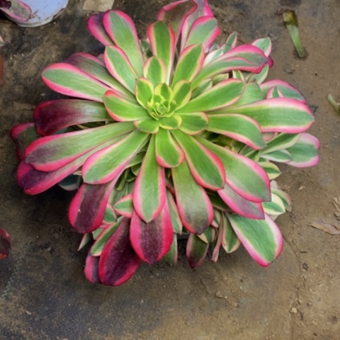 美杜莎多肉植物2523