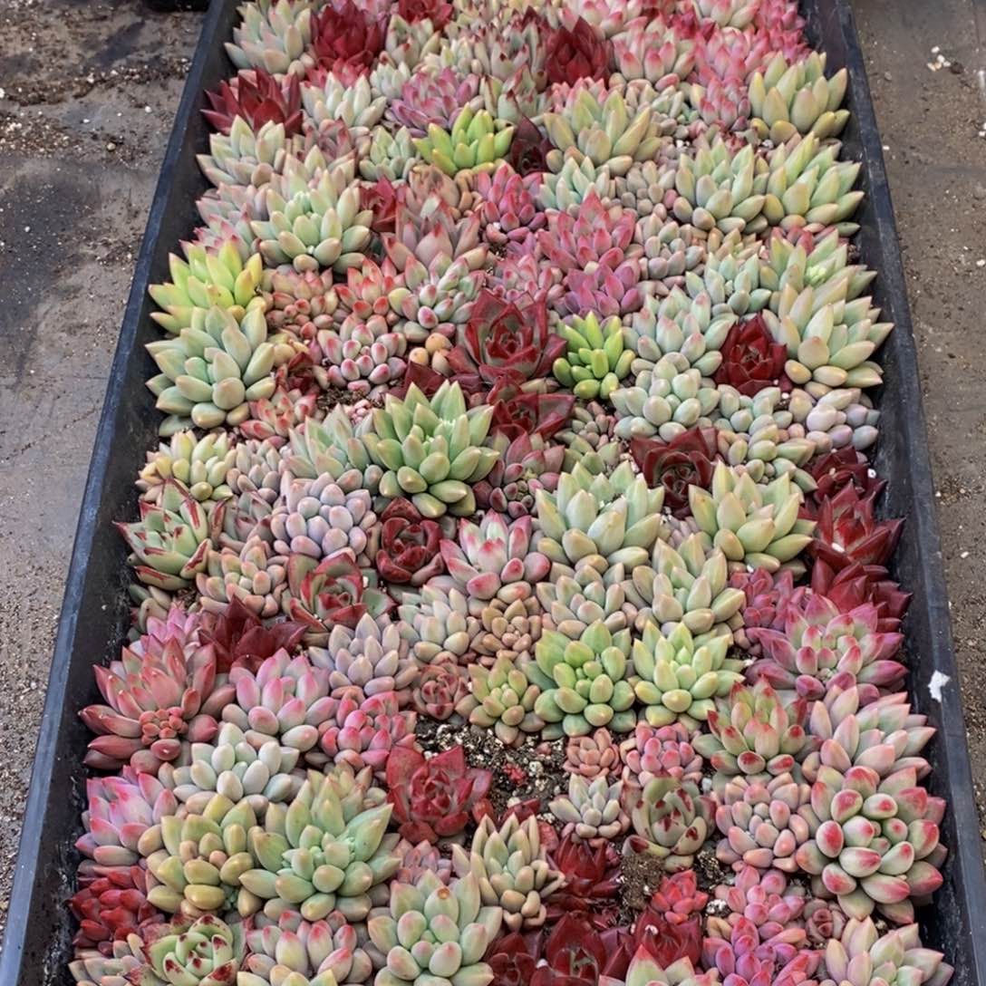 529的人和事都会在一起