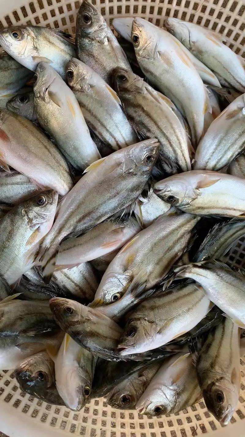 【野生】丁公（斑猪鱼） 速冻帮杀