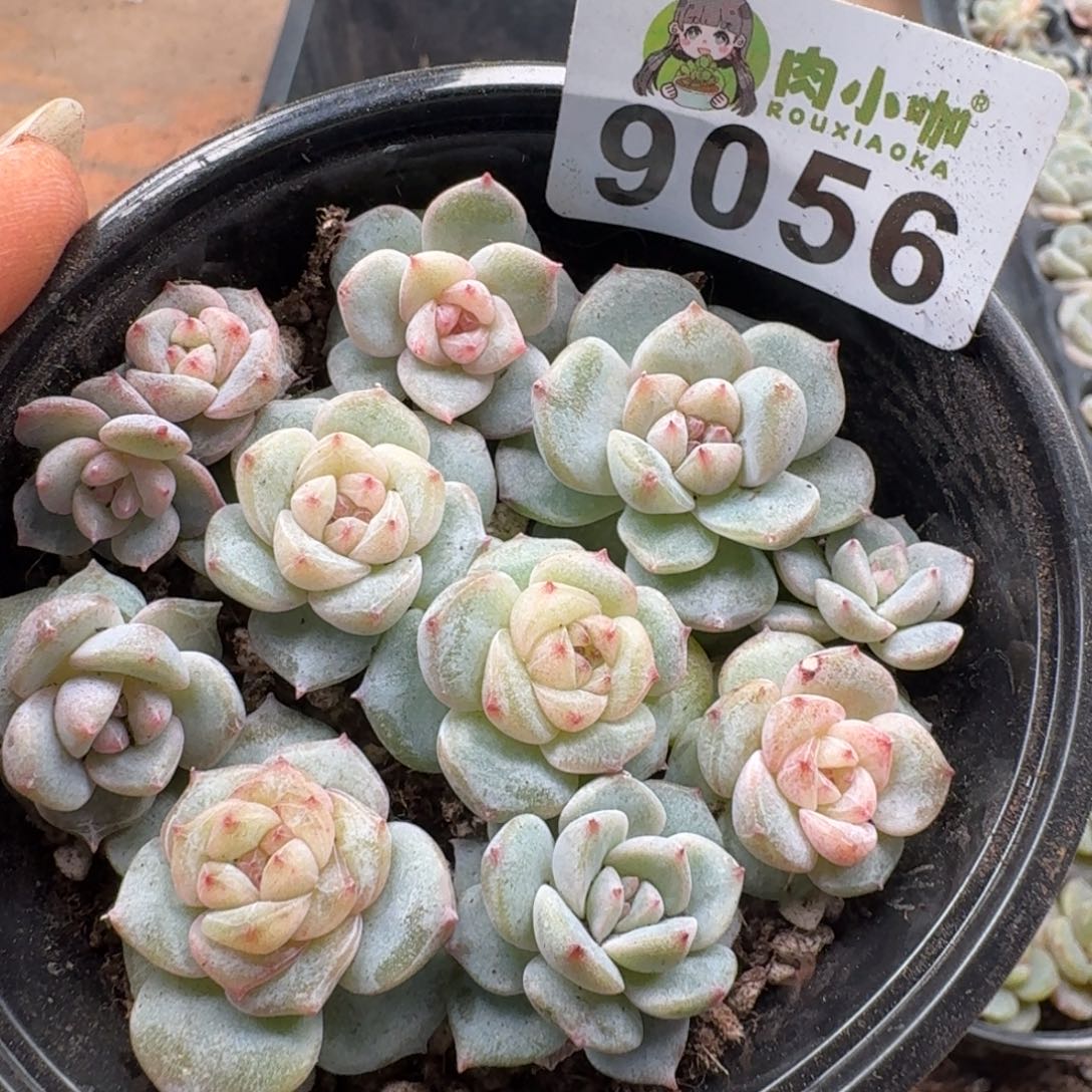 多肉植物多肉植物