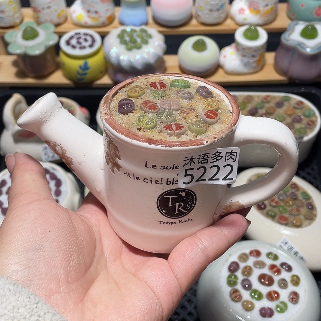 带盆土植物 一物一拍5222