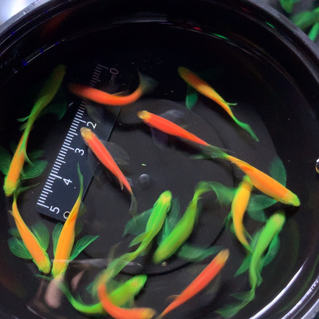 斑马鱼蝶翼斑马混搭15只（3-4厘米）