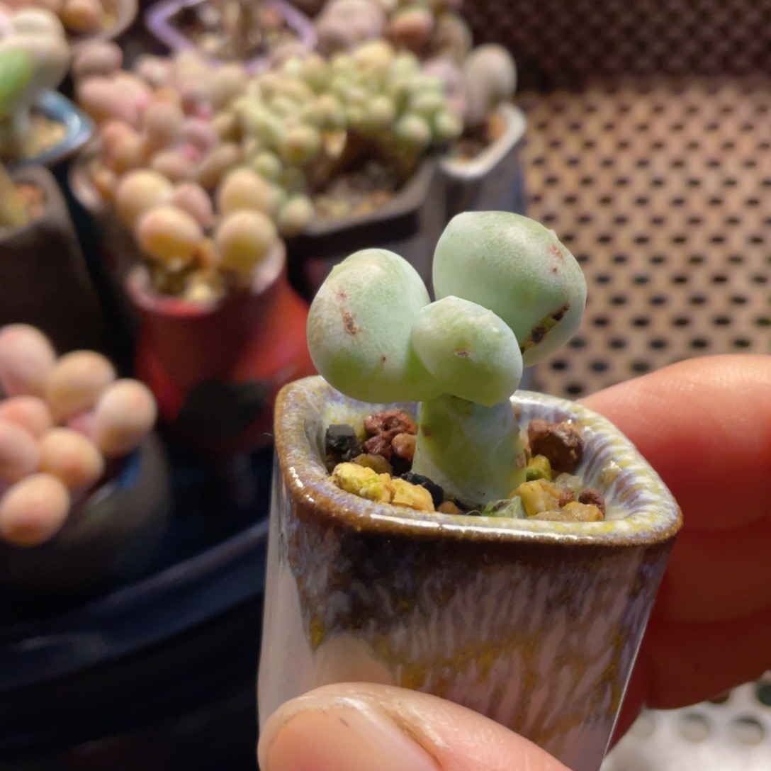 油煎奶酪多肉小精品