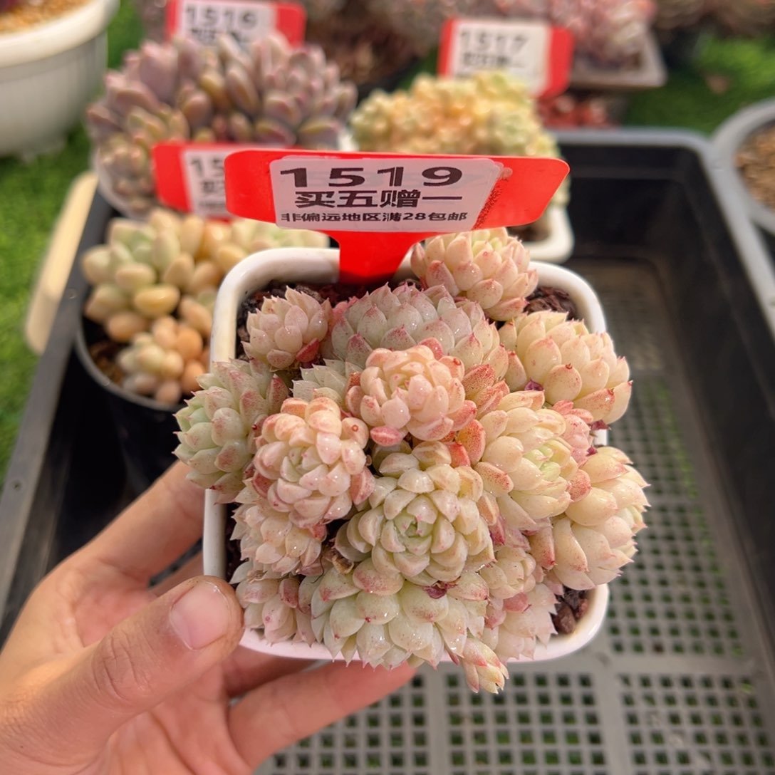 表妹精品多肉1519.