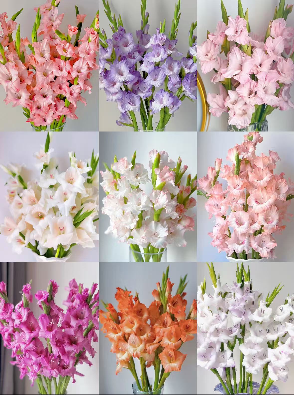 【剑兰混色种球】多年生剑兰种球唐菖蒲花种子四季室内花园种植