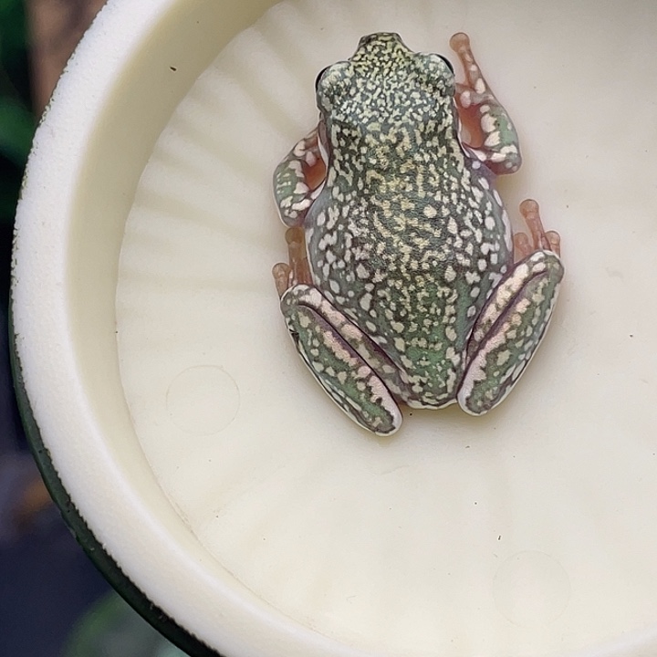 老爷树蛙22号精品暴雪