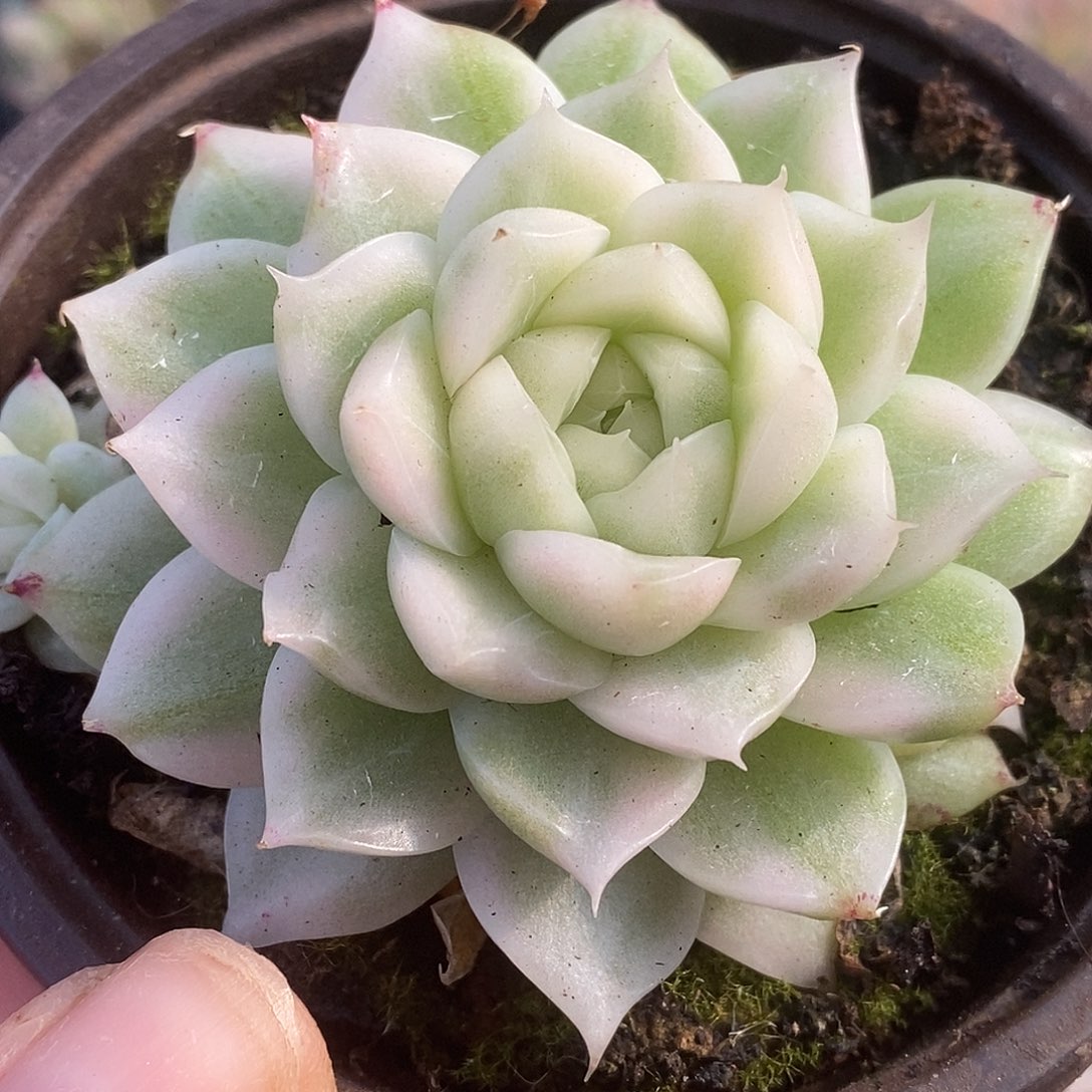 11麦秆哈哈哈哈哈哈哈