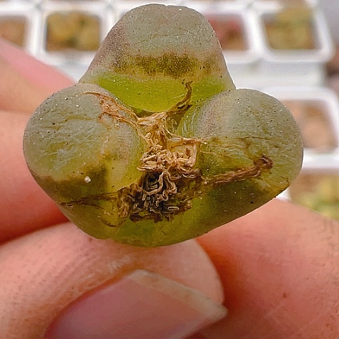 【闪购商品】20097