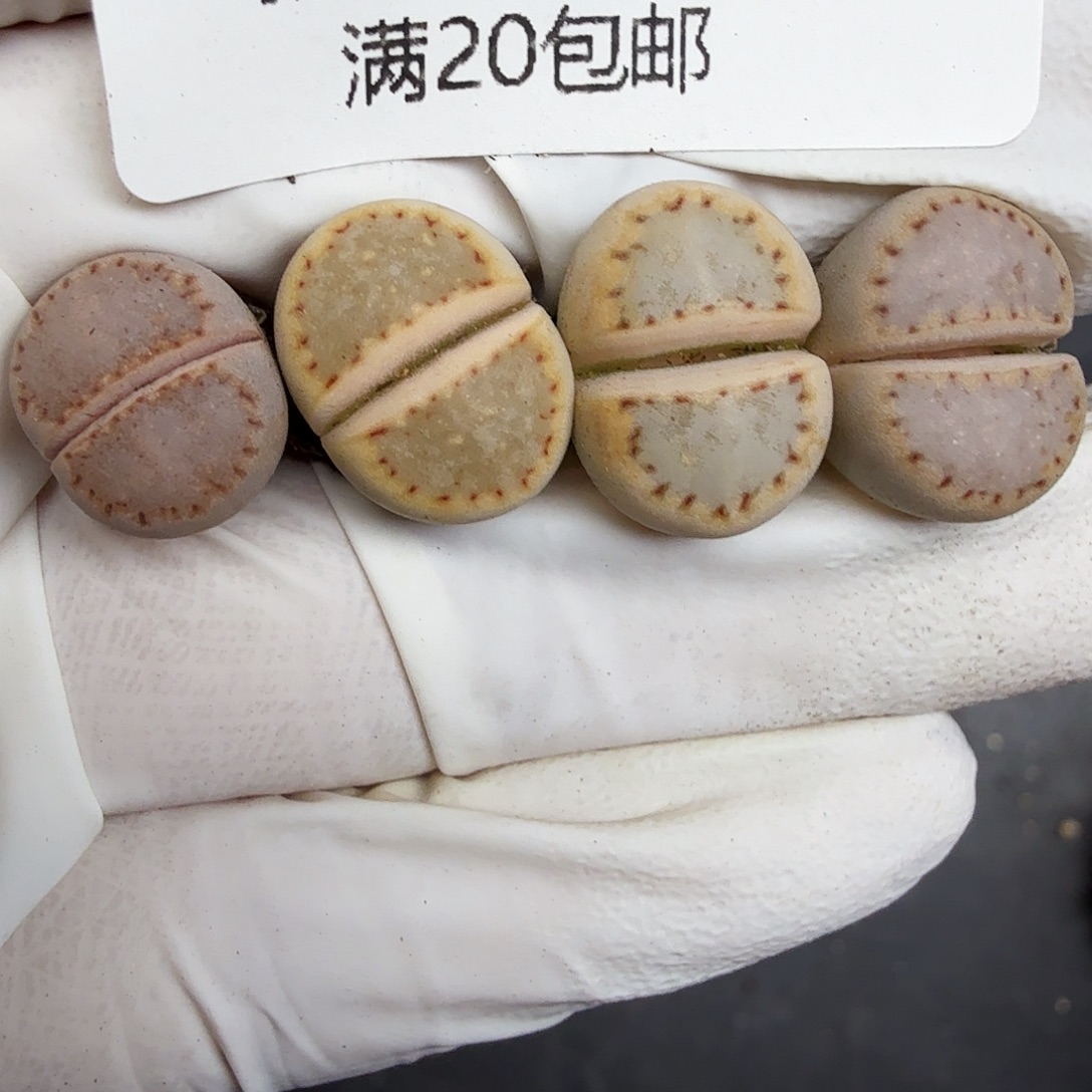 好喜欢看肖蘸唱歌哦太323是