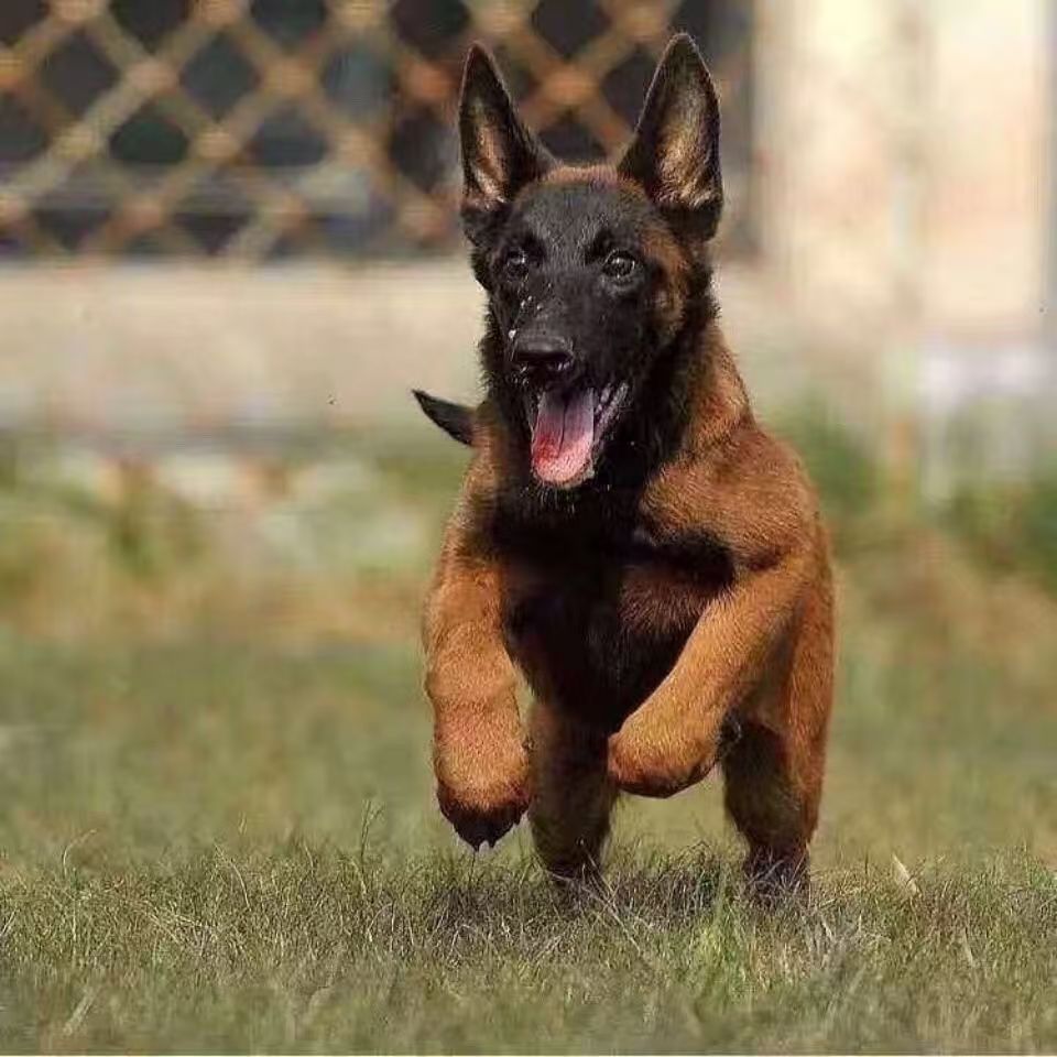 忠爱马犬23麦小狗纯种马犬高动力马犬罗威纳