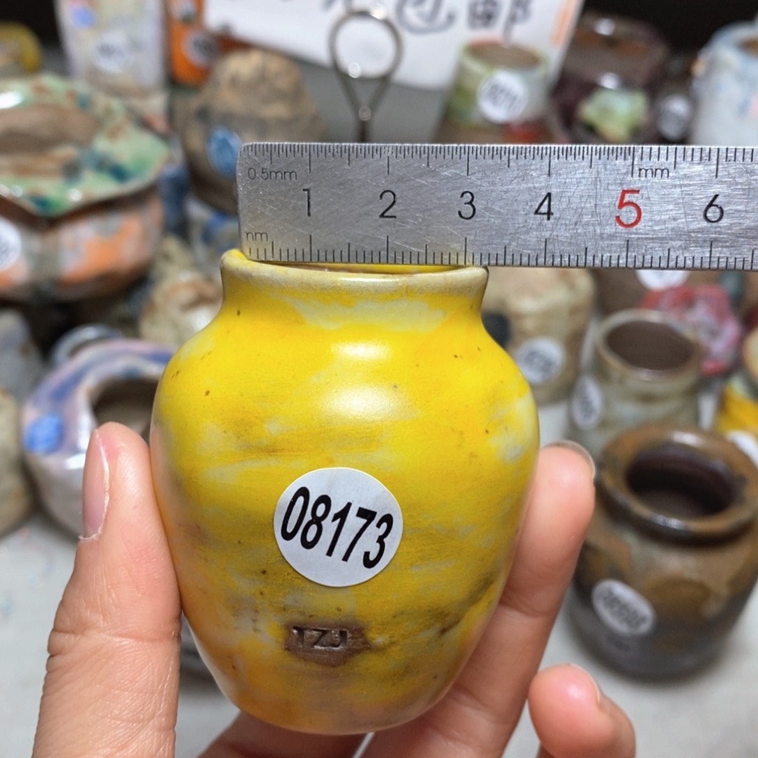 花盆拍5送一个小礼物