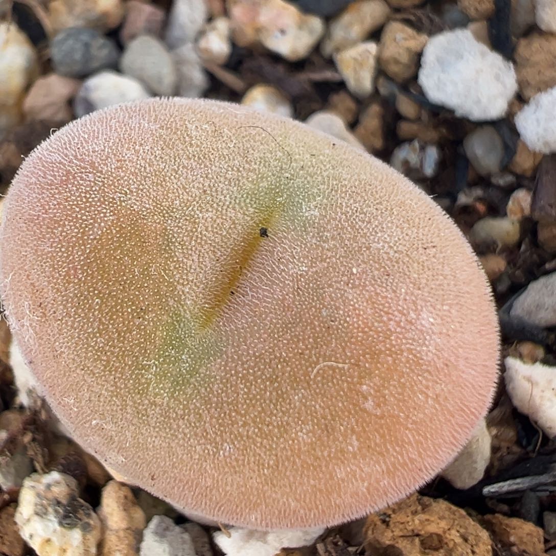 45多肉植物百科知识