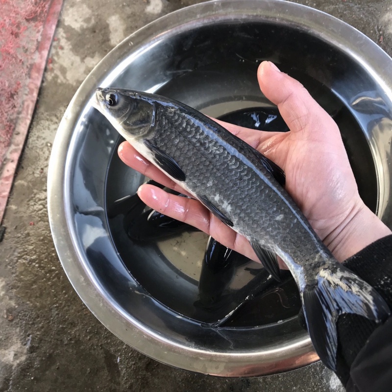 青鱼 黑鲩鱼 螺蛳青鱼 灰草鱼 