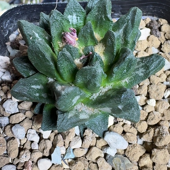 无花朵自根短尤龙角359