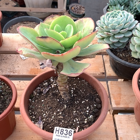 白凤杂大单头836 亏本处理退款拉黑7-8天发货