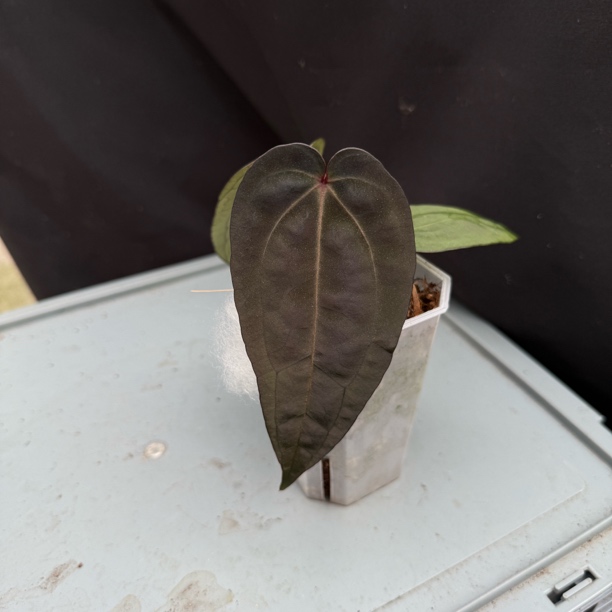 黑帅 花烛热植     