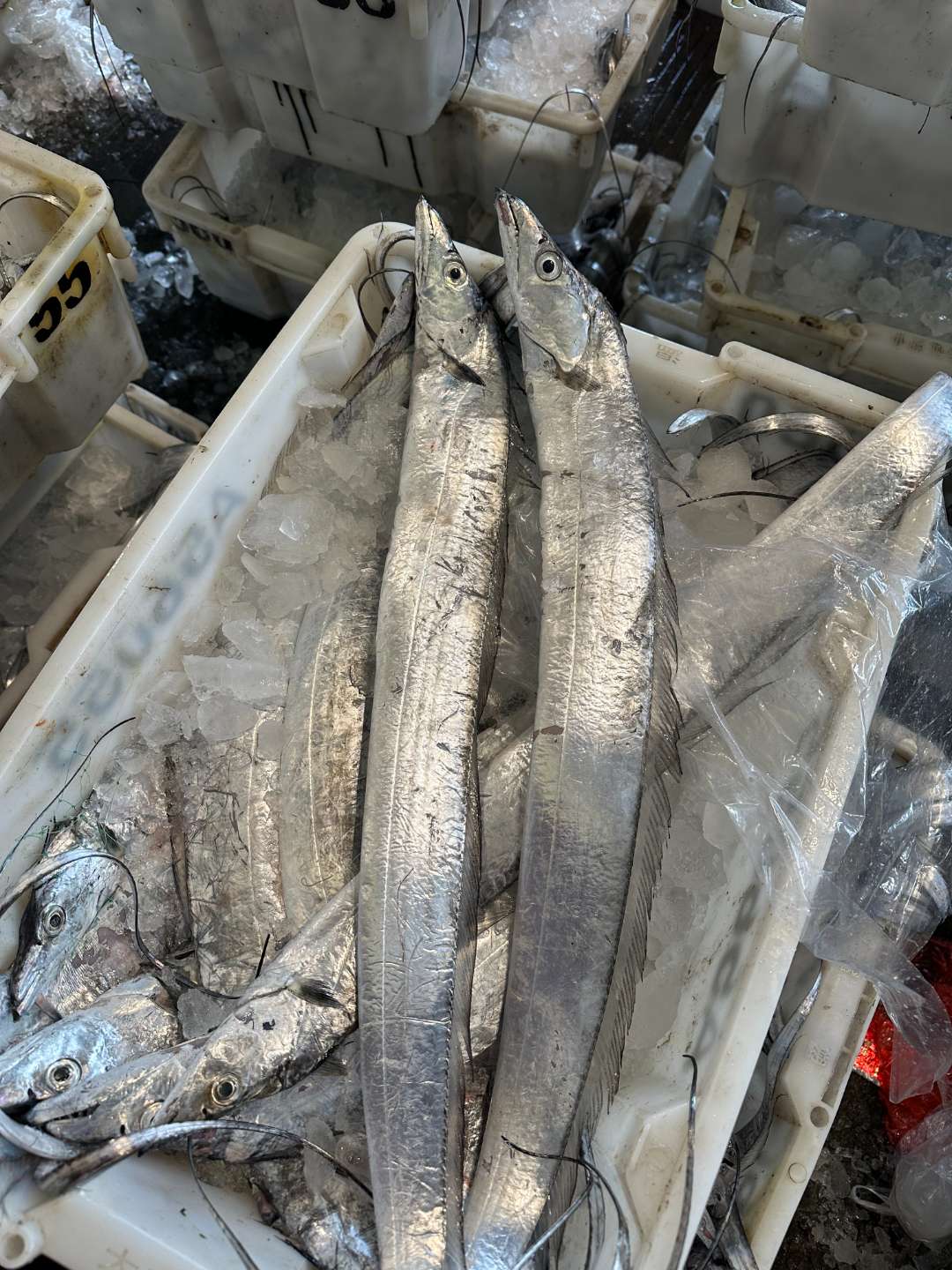【4斤带鱼】4斤4条急冻发台州本港鹰钩嘴小眼带鱼东海野生海捕