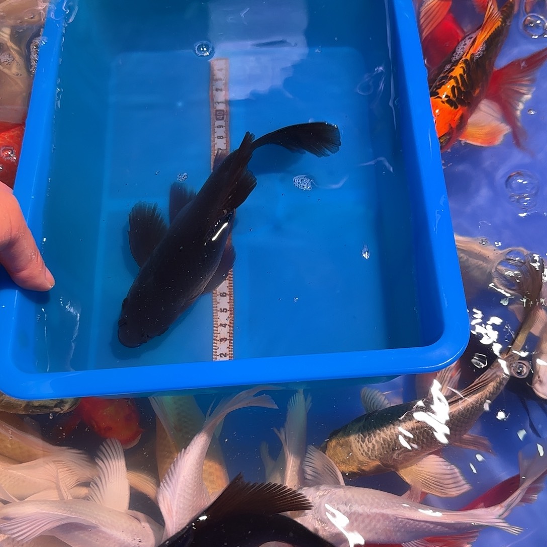 蝴蝶鲤鱼精品蝴蝶鲤