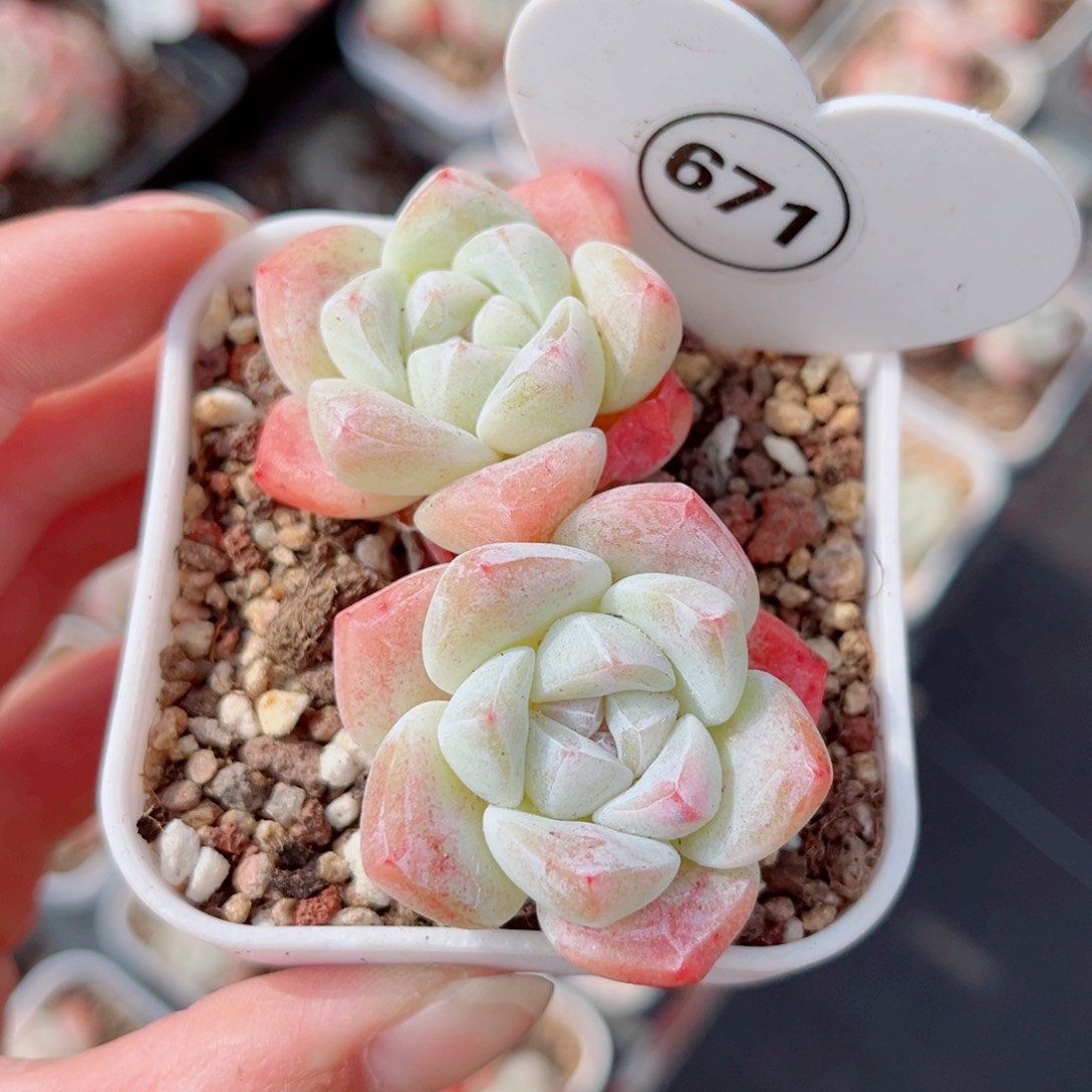 671号小老桩冰玉双头