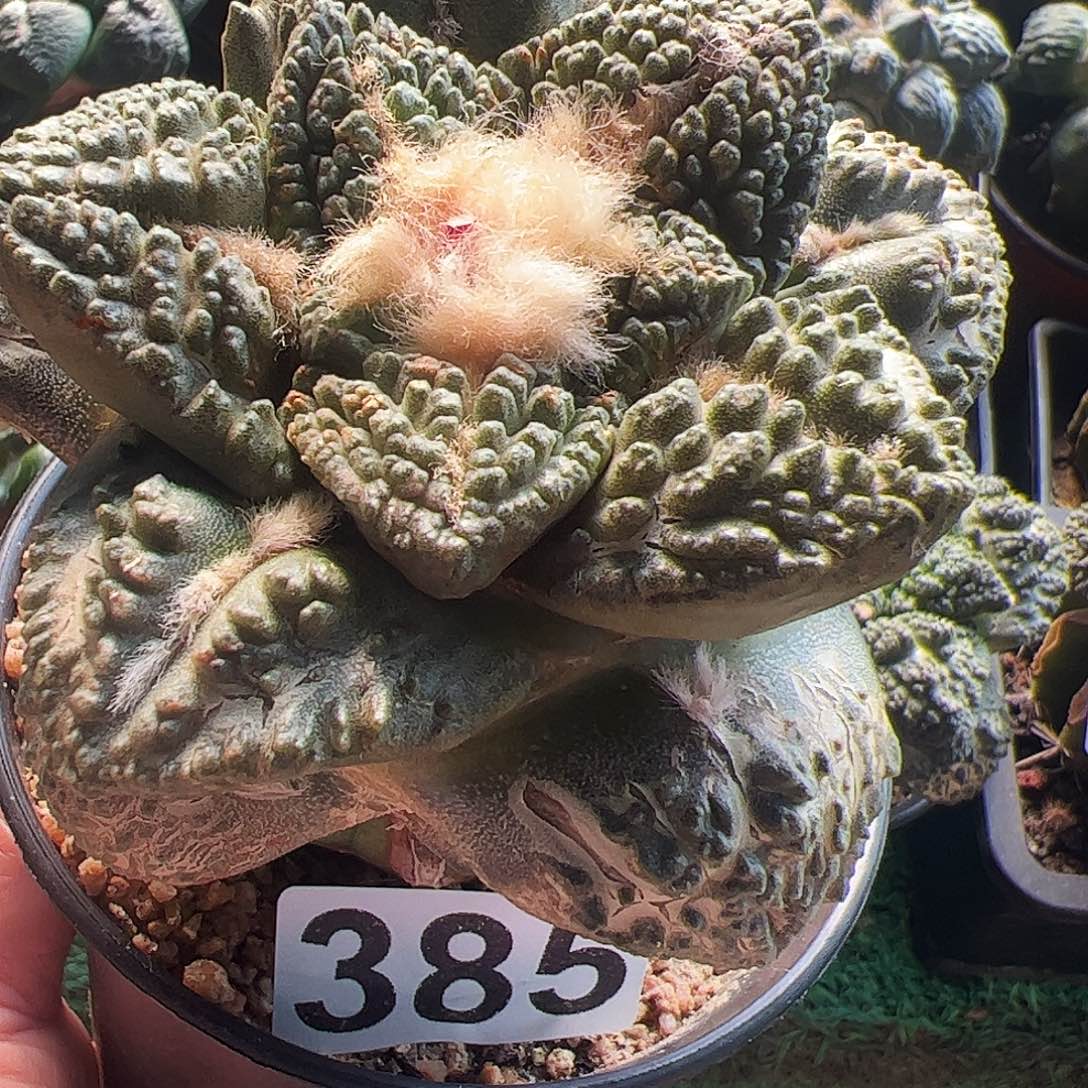 无花朵大尤龟甲牡丹385