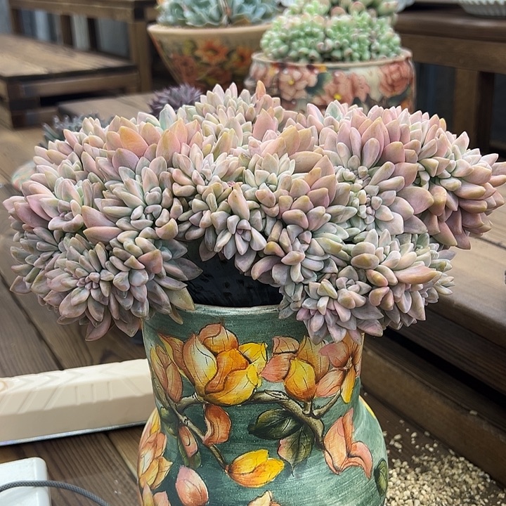 谈雪锦缀化雪一棵｜