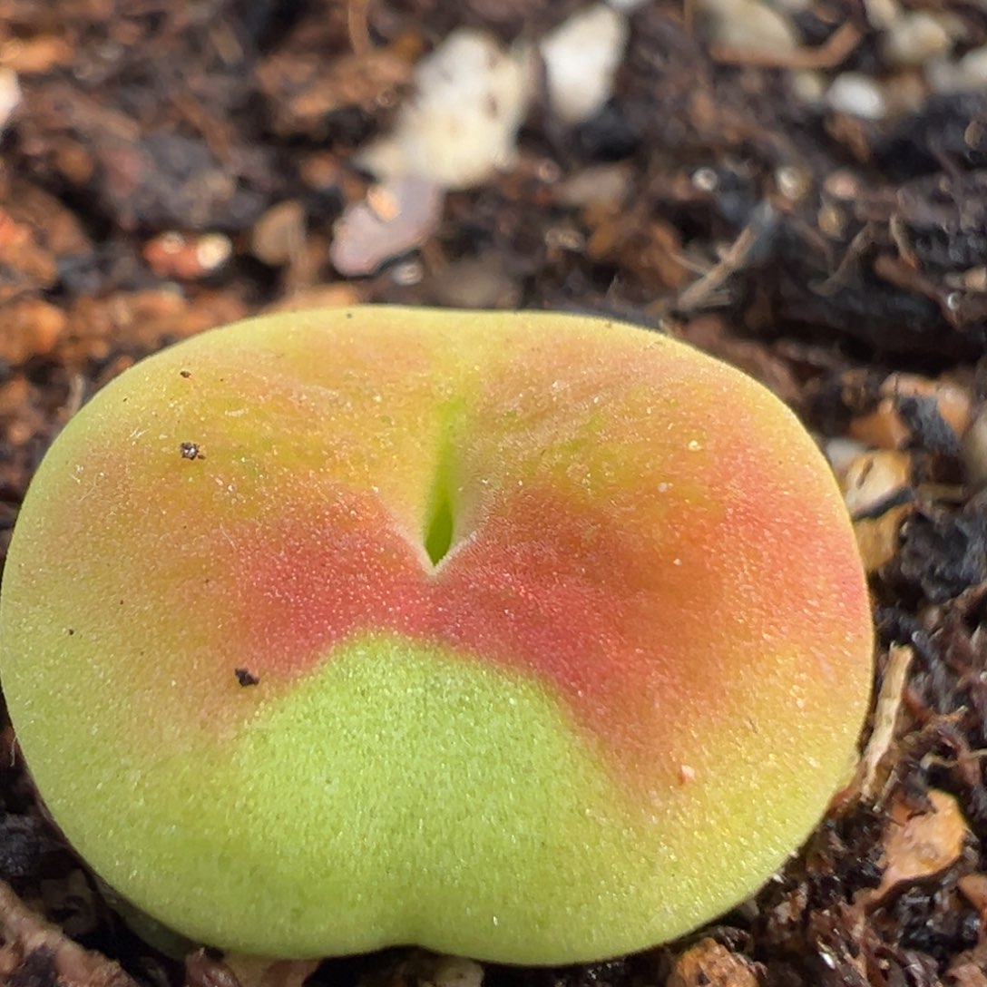 106多肉植物百科知识