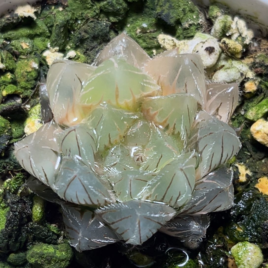 恭喜发财大吉大利0200