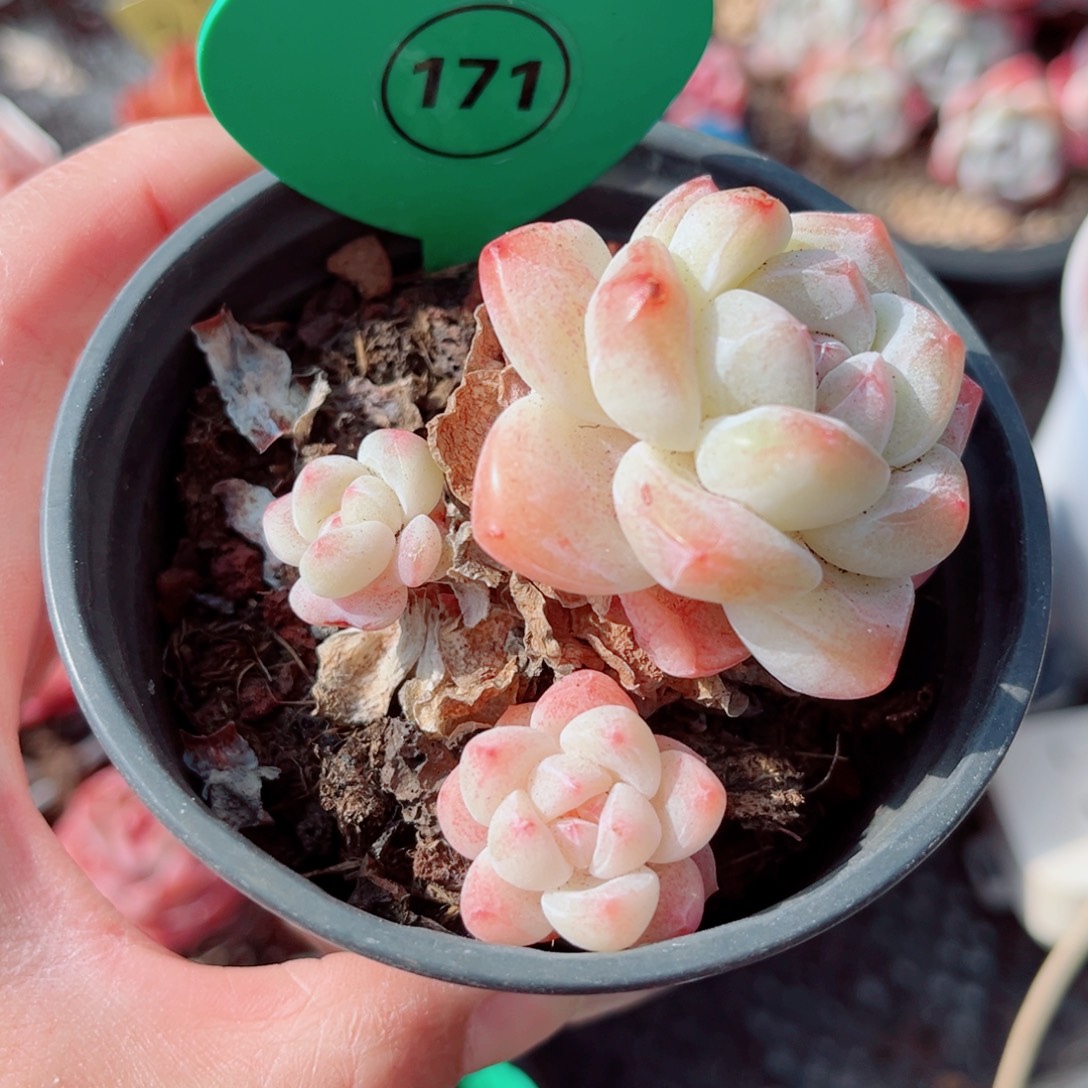 171号小老桩冰玉群