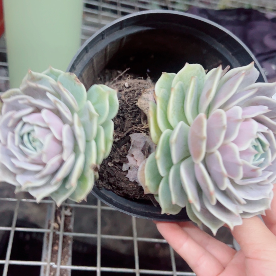 露娜莲双头起发一盆