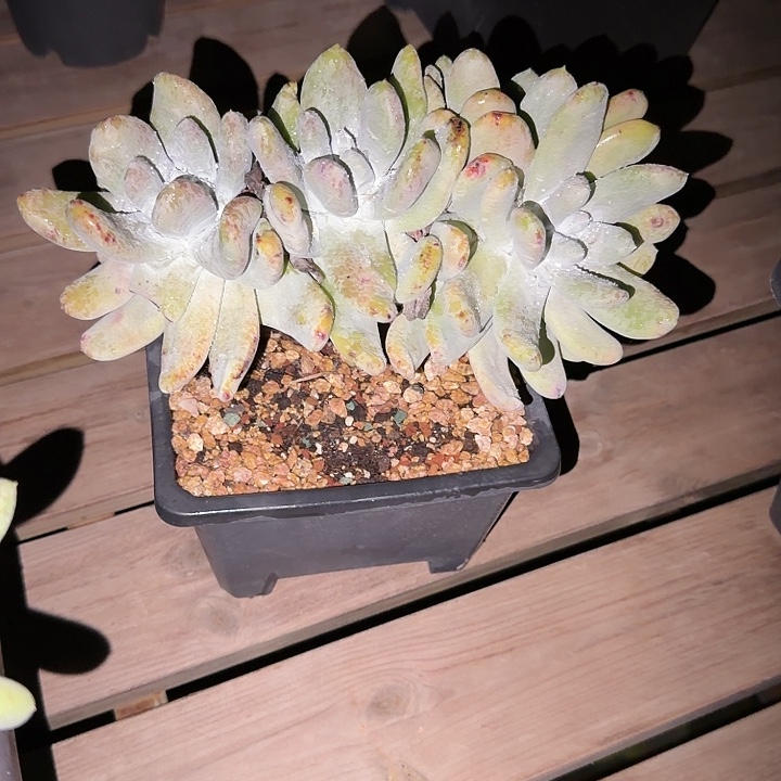 懒***2拇指仙女杯多肉植物