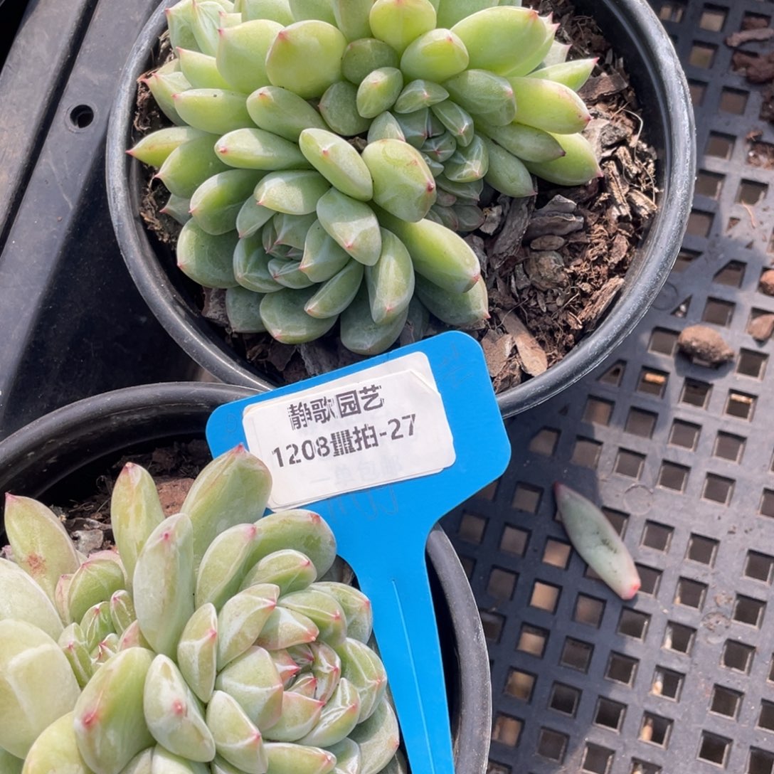 1208-27-雪花珍妮群生一颗