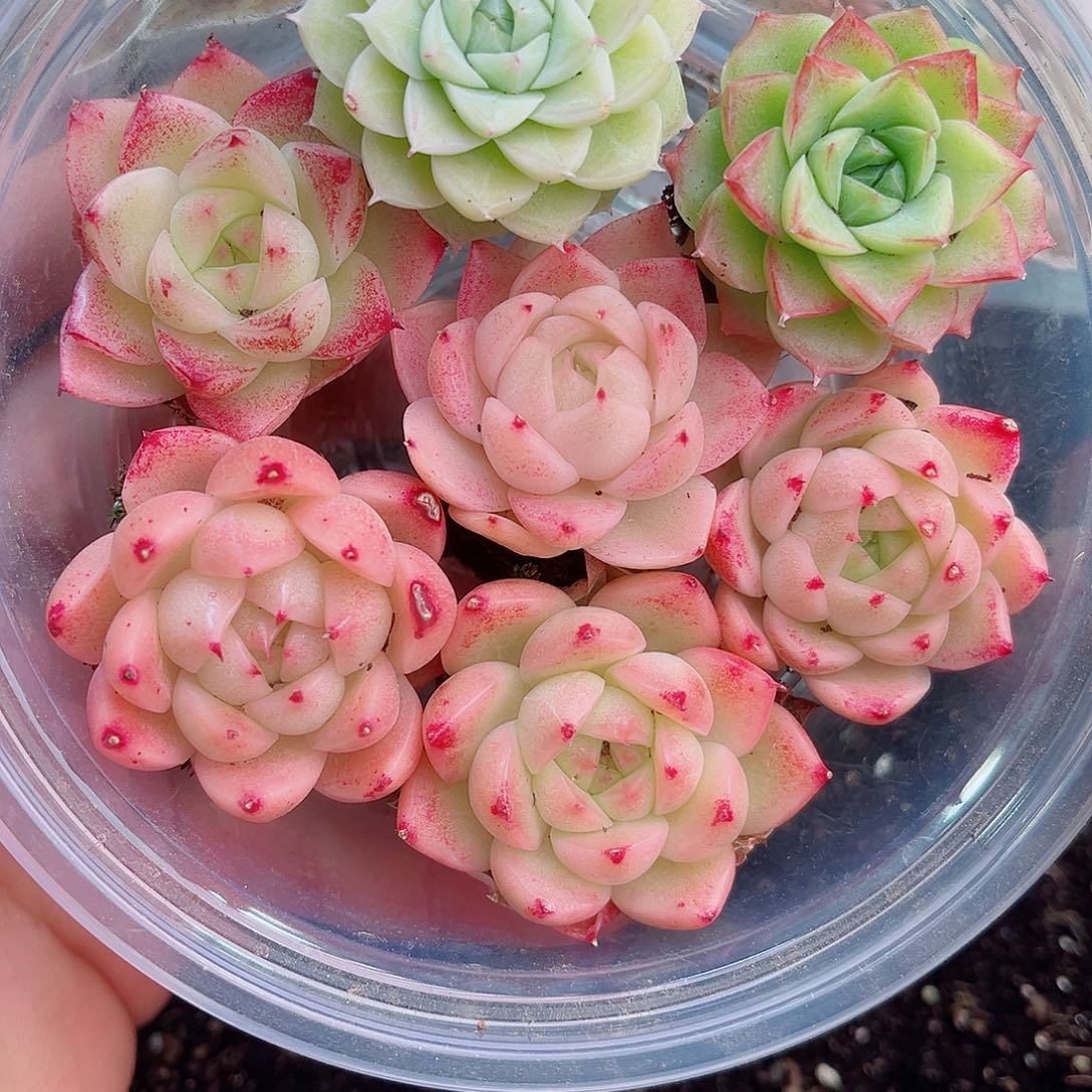 1-658 新疆西藏内蒙12.8包邮2-3公分多肉