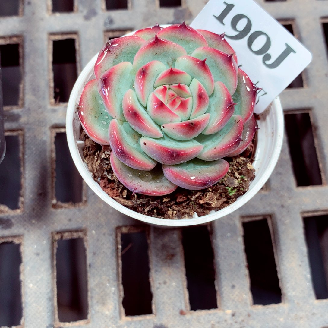 5厘米盆精控多肉190