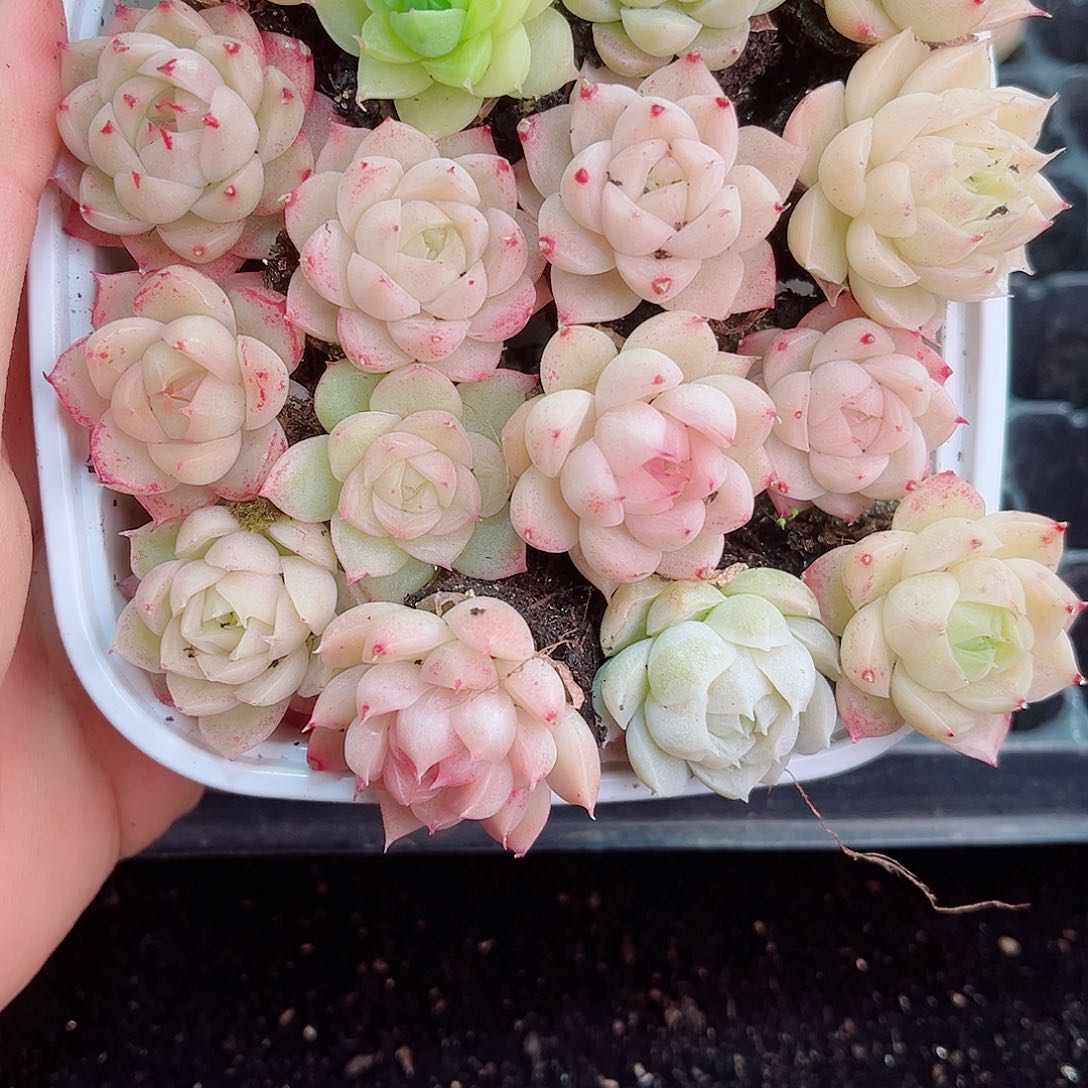 1-255 新疆西藏内蒙不发12.8包邮2-3公分多肉