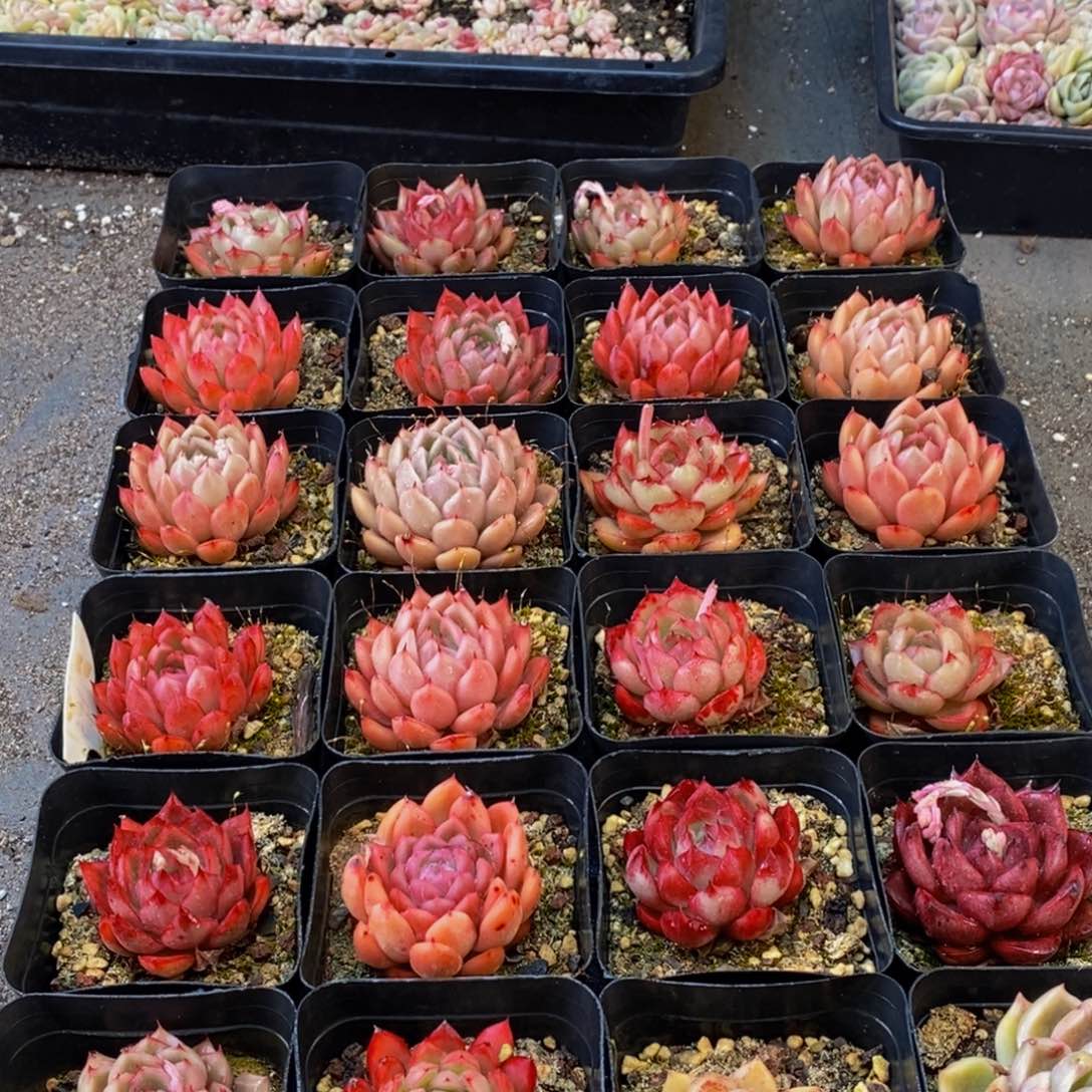 576多肉植物保护研究所所长助理