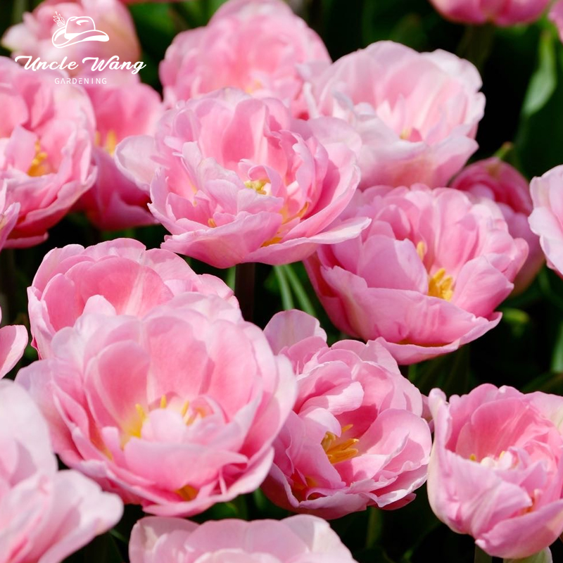 种花王大爷【柔雾樱花】郁金香5度球花卉耐寒花卉球根阳台庭院易养