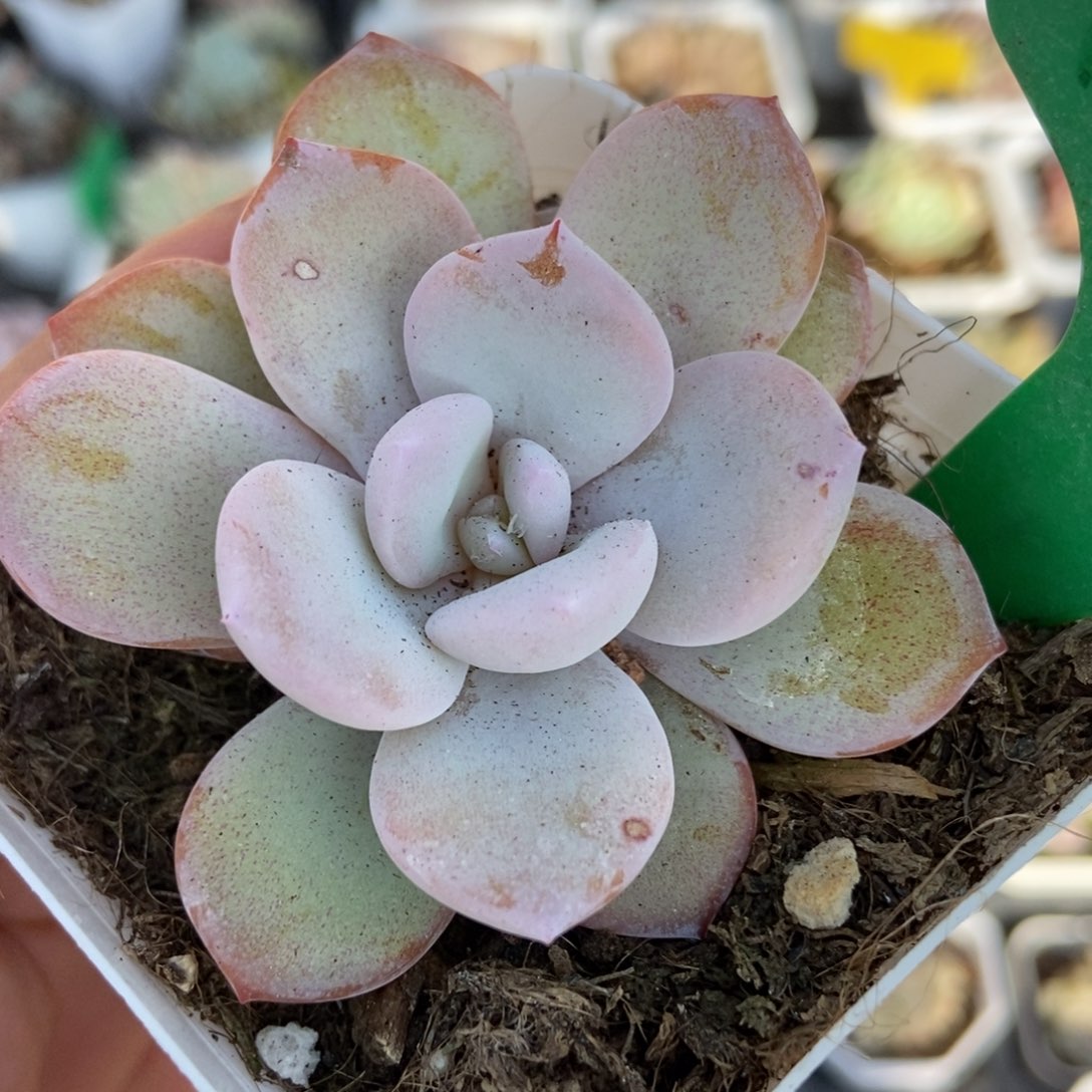 1910奶茶多肉植物保护