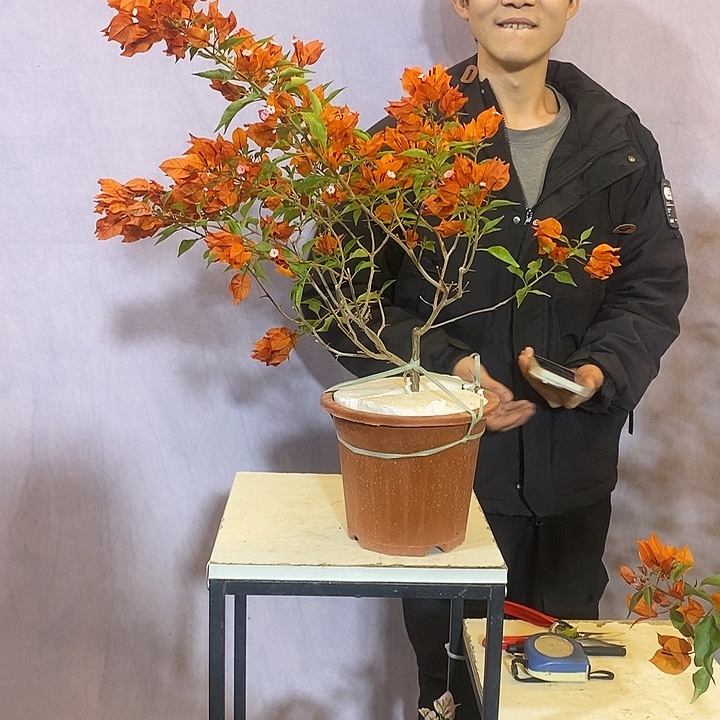 大量花朵（建议范围：8朵-15朵 或40%以上）橙桑巴