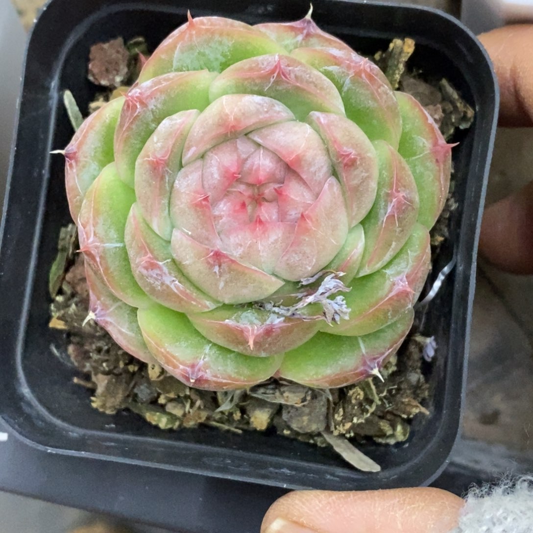 精品多肉一物一拍不包整33