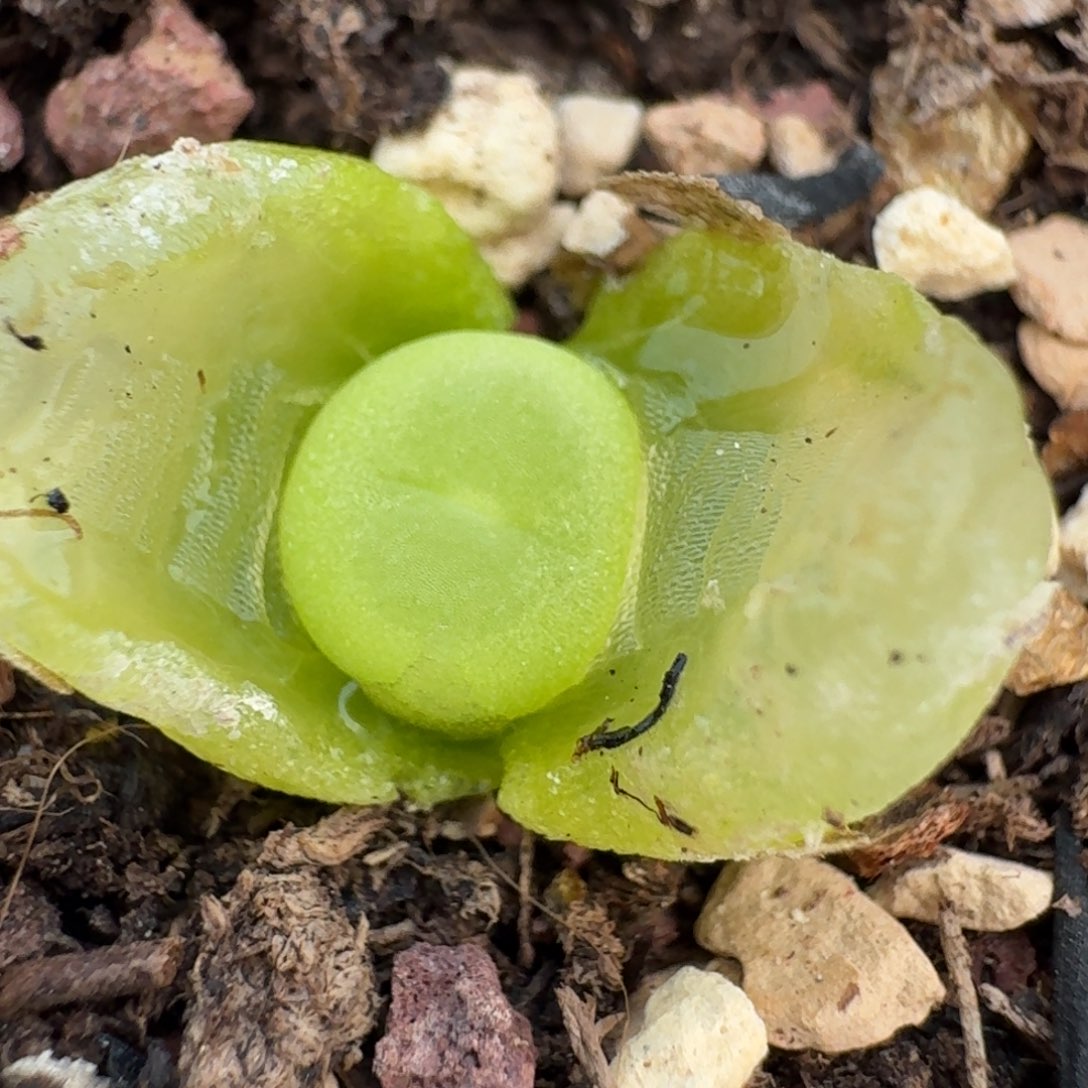 25-176带盆拉拉00000000