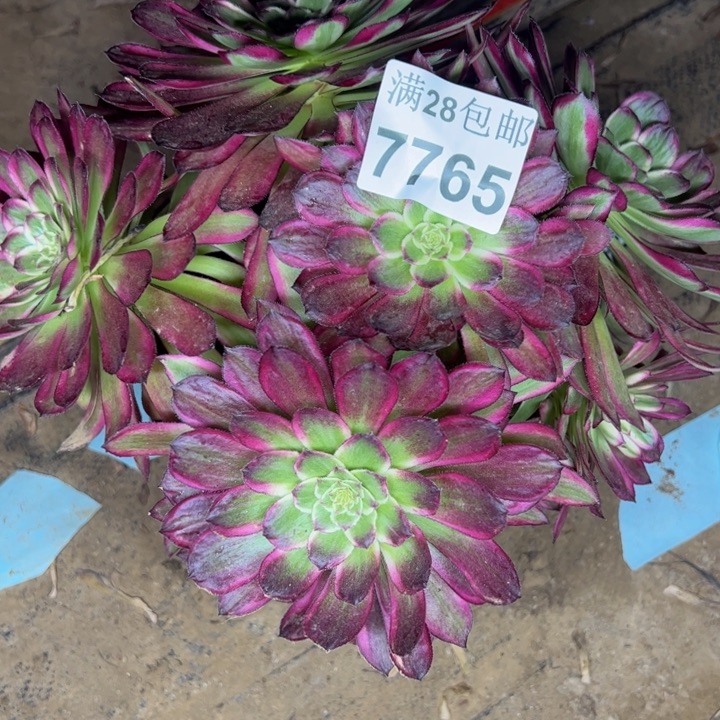 7765欢颜多肉植物