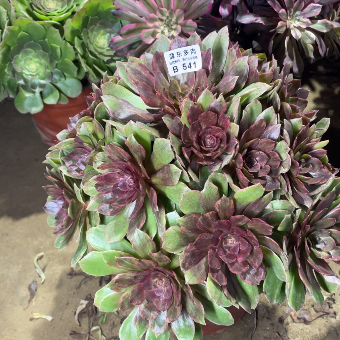 541红丝多肉法师断枝不包