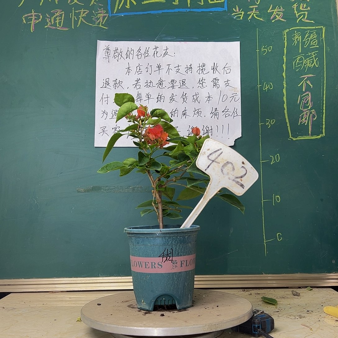 当前无花栽培后可以开花甜西瓜 402