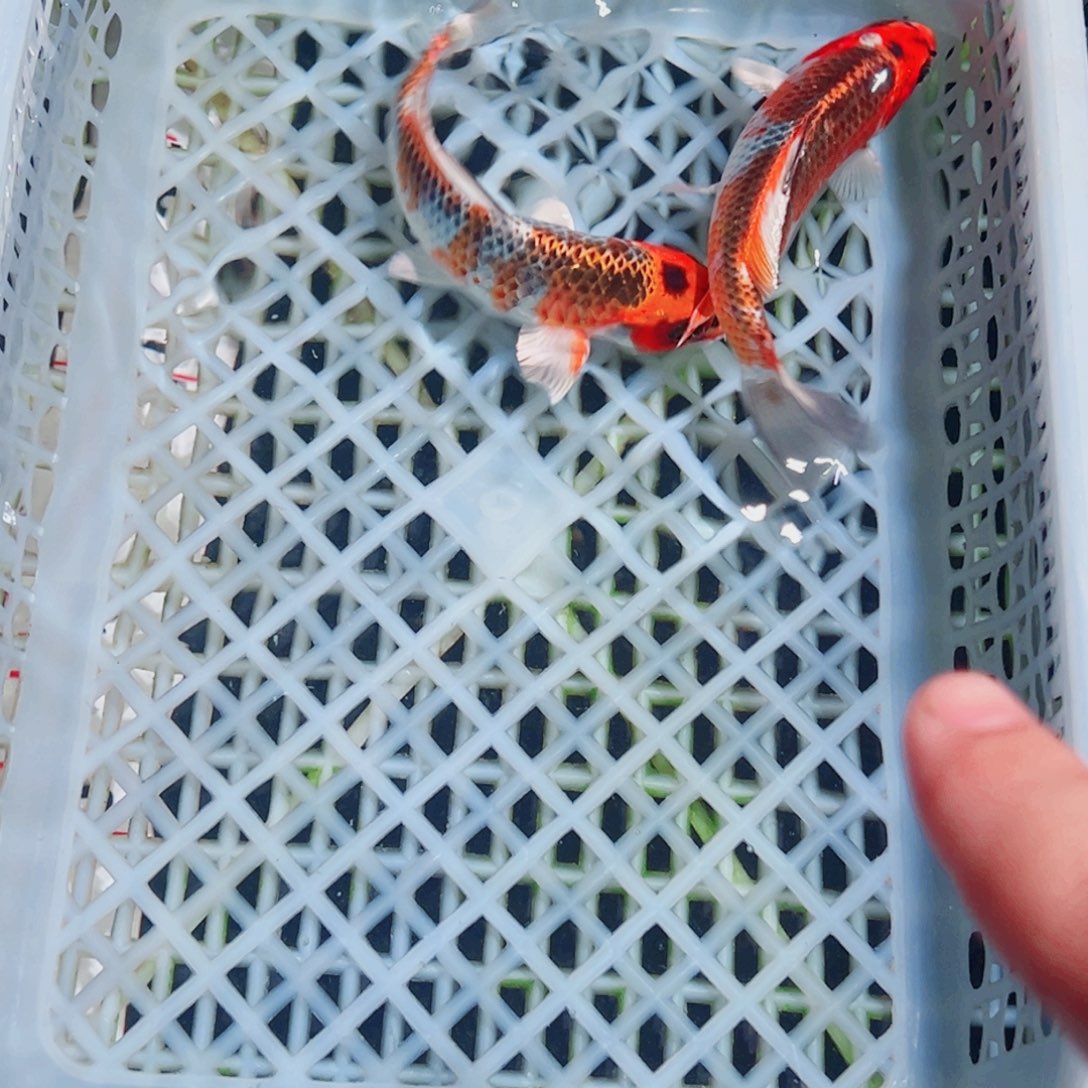 锦鲤锦鲤观赏鱼1111