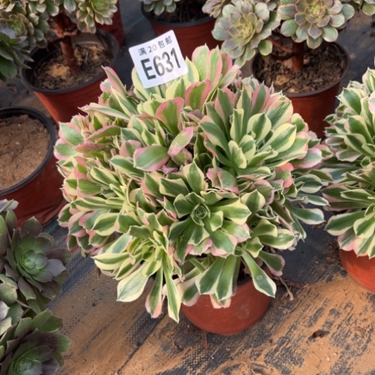 631雨花石不包断枝