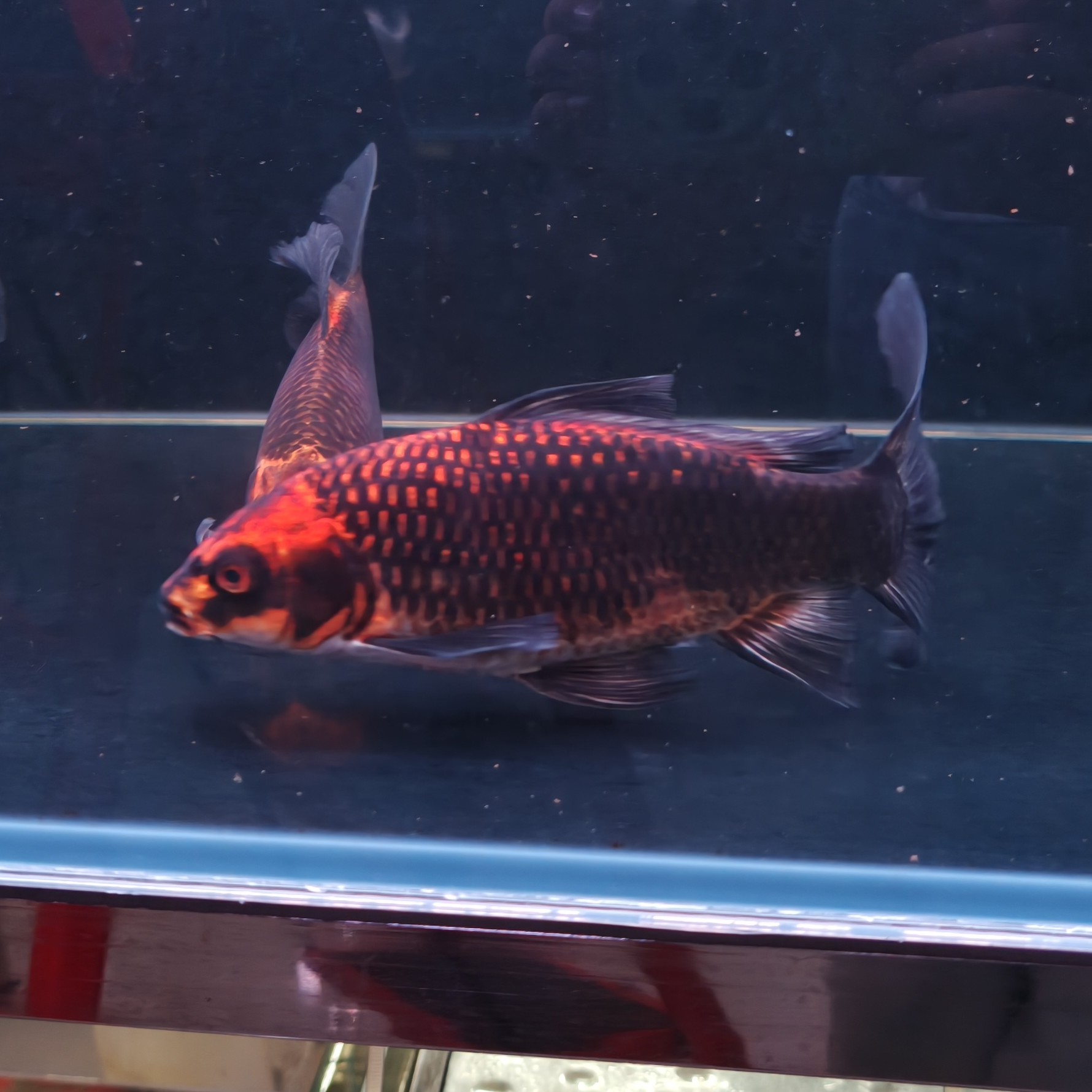 灰鳍黑红猫精品蝴蝶鲤好养耐活(录开箱视频报损)