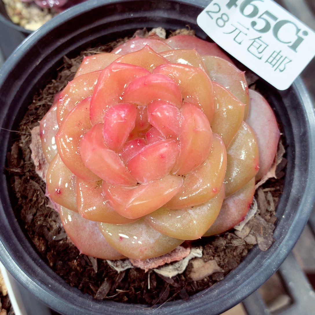 5厘米盆精控多肉465